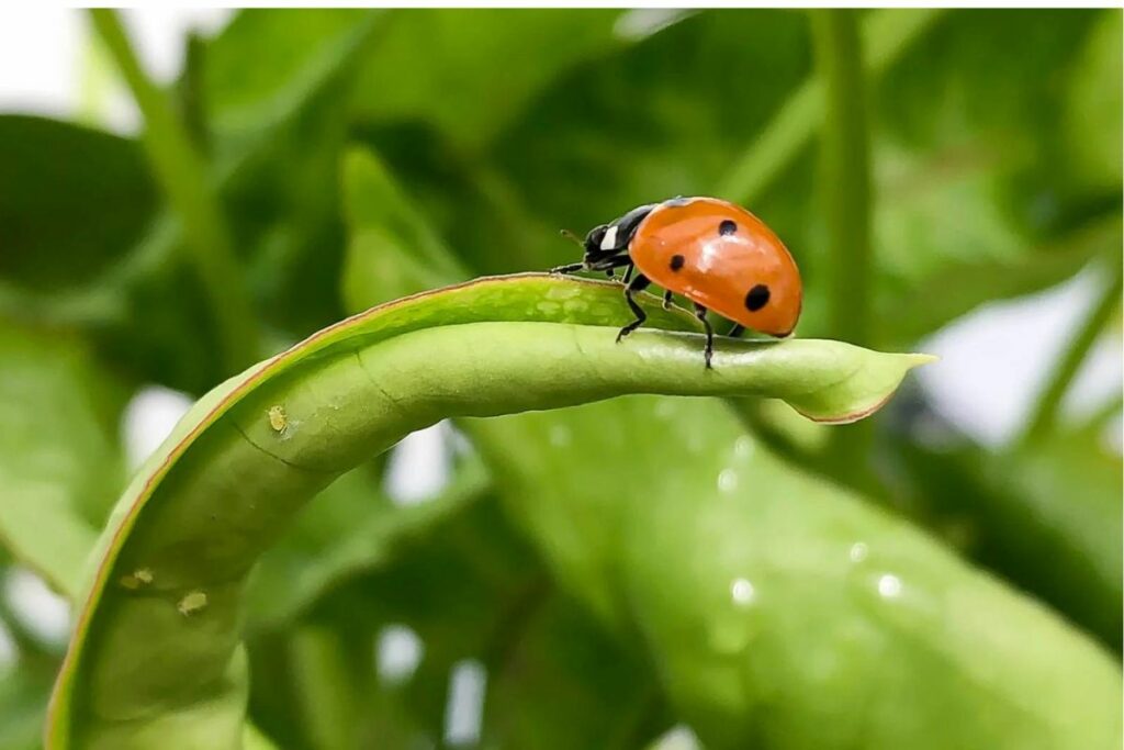 Insetos como a joaninha, são predadores naturais para o controle de pragas no jardim.