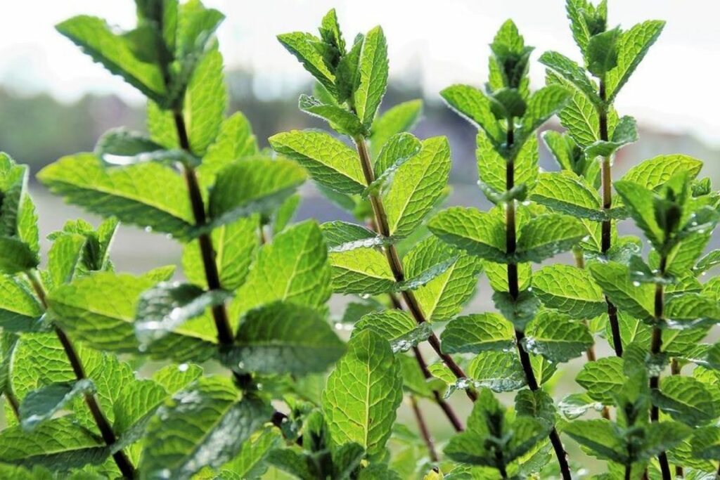 Planta hortelã muito cultivada para elaborar receitas, sucos e chás.